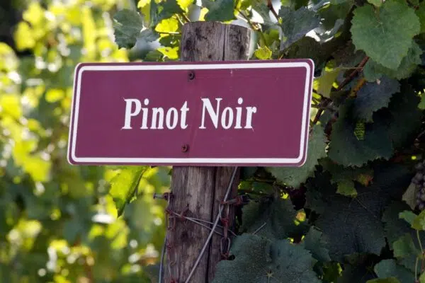 Sipping Serenity - Exploring the Enchanting World of Pinot Noir