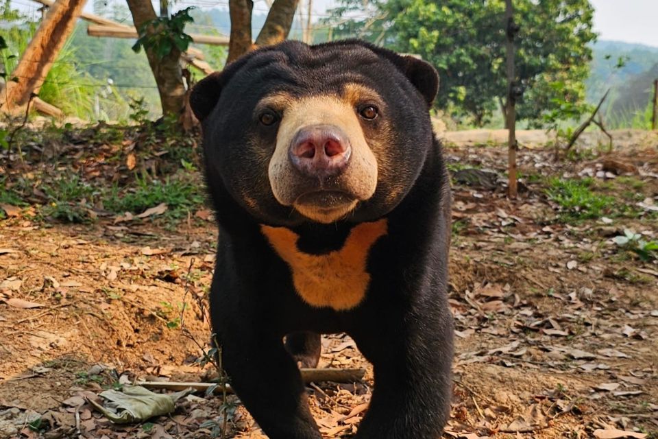 Cheers To Compassion - Greenskin Wine Adpots A Sun Bear With Free The Bears