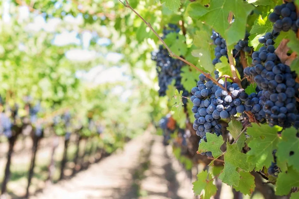 News 19 Syrah Or Shiraz - Same Grape, Different Story